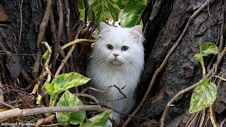 Beautiful White Persian Cat with Blue Eyes