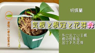 2024年11月23日　胡蝶蘭　気根（外に出ている根）と根冠（根の成長点）を説明　花芽と脇芽🌱　スプレーのやり方　メネデール100倍~200倍の使い方