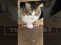 short shorts vlog 平凡 日常 癒し cat ねこ 箱入り息子