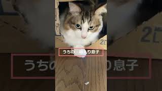 #short #shorts #vlog #平凡 #日常 #癒し #cat #ねこ #箱入り息子