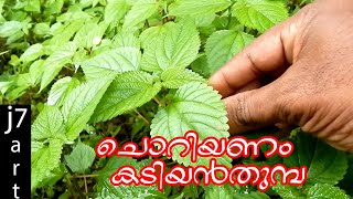 കടിയന്‍ തുമ്പയിട്ടു തിളപ്പിച്ച വെള്ളം വെറുംവയറ്റില്‍||Health Tips Malayalam | Kodithoova | j7art