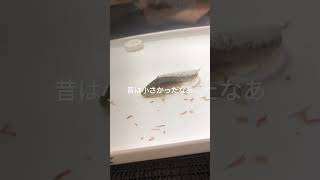 新旧うぱ比較。Growth of axolotl.