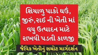 શિયાળુ પાકો  ઘઉં, જીરું રાઈ ની  ખેતી માં વધુ ઉત્પાદન માટે રાખવી પડતી કાળજી