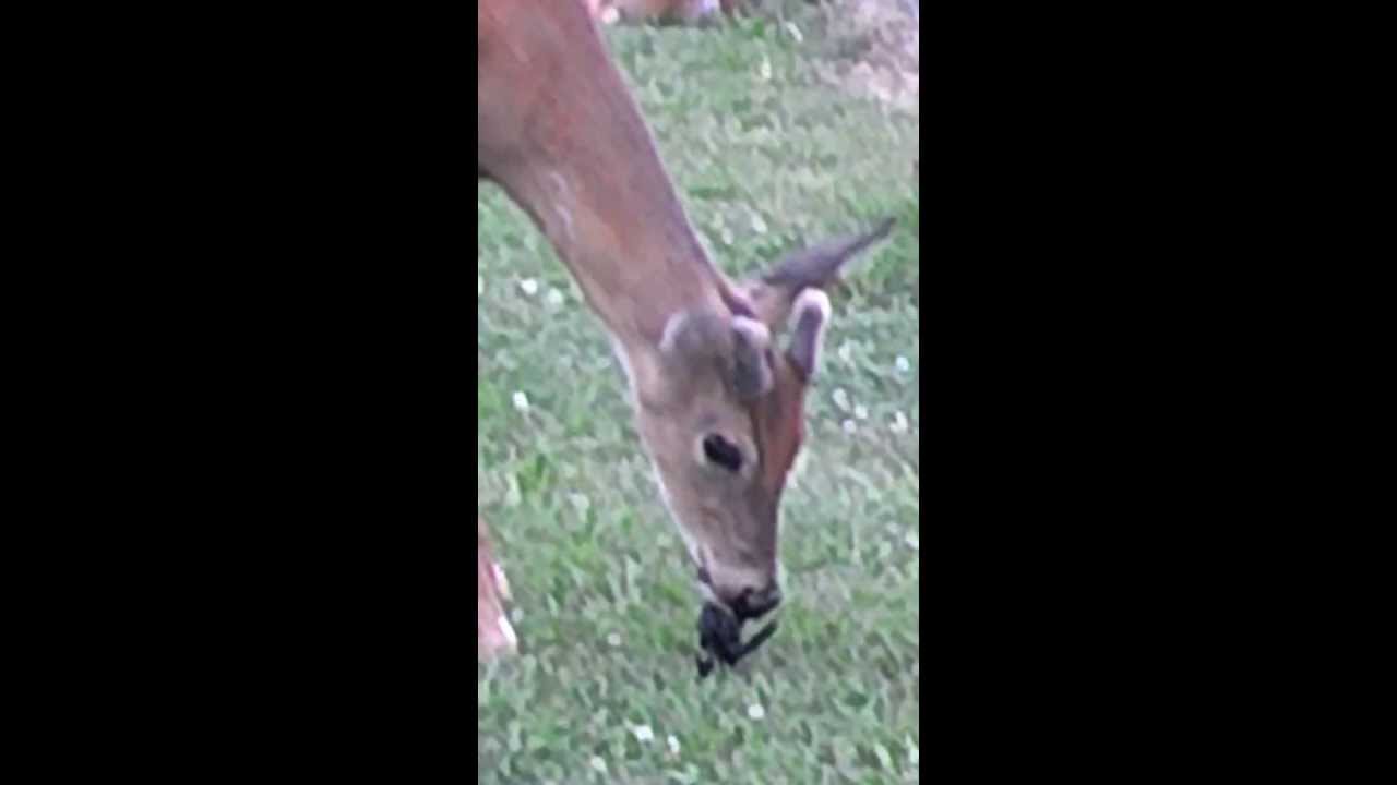 Deer Eats Black Bird - YouTube