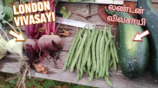 ஆகஸ்ட் மத்திய அறுவடை மற்றும் விவசாய மேம்பாட்டுகள் | Mid-August Updates and Exciting Harvest