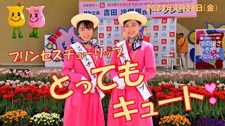 2023 となみチューリップフェア