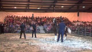 Thorneyside Stud Sale Highlights