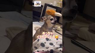 【チワワ】小さいのに怒った顔は怖い犬😄 #チワワ #ちわわ #かわいい #かわいい犬 #dog #chihuahua #チワワ多頭飼い #あたりまえ体操