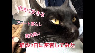 【二人と一匹暮らし】＃8 　猫特集！！！猫の1日に密着してみた【猫】【黒猫】