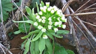 황사와 미세먼지 예방에 좋은 봄 나물 머위(개울가의 신사라 불리는 머위 coltsfoot)야생머위, 산머위,  butterbur