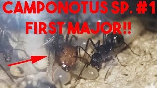 Camponotus sp. - First Major #1