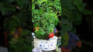 Beat the heat!  💦💧 Lorikeet Summer Fun   🌈🦜 #lorikeet #cutebirds #funnybirds #backyardbirds