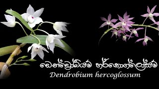 Dendrobium hercoglossum - ඩෙන්ඩ්‍රෝබියුම් හර්කෝග්ලොසම්