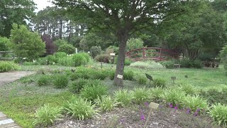 Dealing with erosion? Some buffer plants can help with that