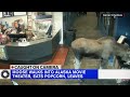 watch moose strolls into alaska movie theater eats popcorn