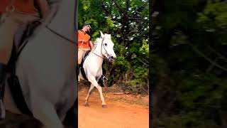 #cavalos #cavalomarchador #mangalarga #cavalosselados #horse #mangalargamarchador #vaquejada #cavalo