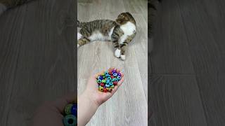 Funny Cat Barsik ⭕🖐 Reverse Video #reversevideo #marblerunandmore #cat