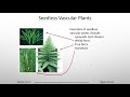 bryophytes and seedless vascular plants