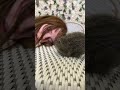 Snoozing Employee Startled by Fake Rat Prank! #shorts