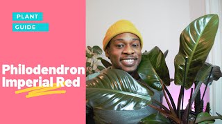 Philodendron Imperial Red Care Guide | All you need to know