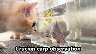 貓咪看到魚缸的魚會有什麼反應？--- How do cats react when they see fish in the aquarium?