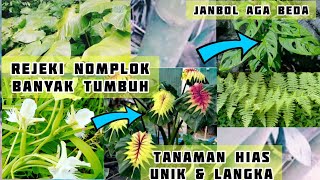 berburu tanaman hias di hutan bambu banyak tumbuhan langka janbol alocasia 😱@Believeflower