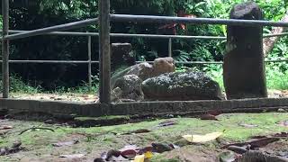 Rajasinghe Tomb රාජසිංහ සොහොන තල්දූව අවිස්සාවේල්ල Talduwa Avissawella 1