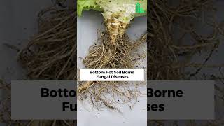 What are soil-borne diseases? || Soil-borne diseases