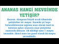 ananas hangi mevsimde yetişir