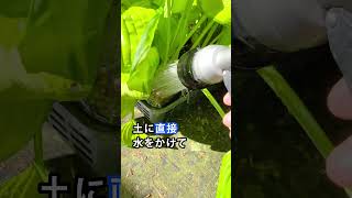 【樹木管理】プロでも間違う！ポット物への水のやり方　～若生植木農園～ #造園  #植木販売