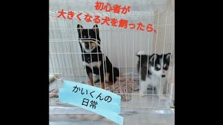 [かいくんの日常]大型犬？中型犬？初心者が大きくなる犬を飼ったら、想像以上に大変だった！