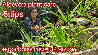 കറ്റാർവാഴ തഴച്ചുവളരാൻ | 5 tips of Aloevera plant grow and care| Aloe vera | Malayalam |