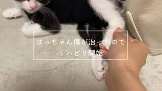 下半身麻痺の子猫リハビリを開始！余裕のはっちゃん