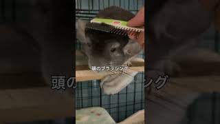 雨でボサボサの毛をブラッシング　時々歯がキーン＃chinchilla＃チンチラ＃shorts