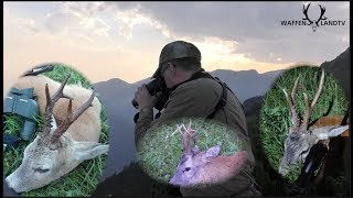 🦌Bockjagd im Juni: Pirsch auf Bergböcke/Hunting alpine roebucks in June