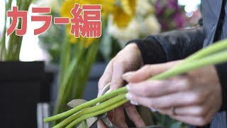 お花を長く楽しむ秘訣-カラー編-