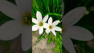beautiful autumn zephyrlily commonly known as the rain lily 🌷#nature #flowers #shorts #2022