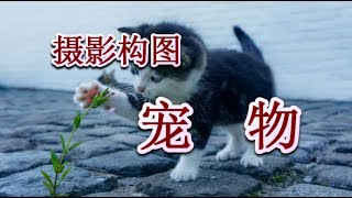 【摄影构图】 20 让宠物的表情和动作萌到爆！[Photography composition] Shooting pets,【写真構成】ペットの撮影.