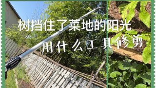 修剪树枝了！菜地被树荫挡住了阳光影响菜的生长 怎样修剪 用什么工具　How to Prune the Branches over Tall Trees/ What Tool is Used