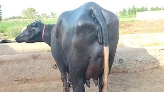 چاچامنظورپربانہ | 6بھینسیں برائےفروخت19دسمبر2023 Pure Neli , Nili Ravi  Buffalo For  Sale on Eitfaaq