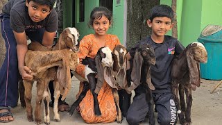 HYDERABADI GOATS KIDS 11000 1 Female or Male 👌 @sohailgoatfarm