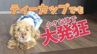 トイプードルの子犬【犬の気持ち】お散歩への執着が凄過ぎるお年頃！？