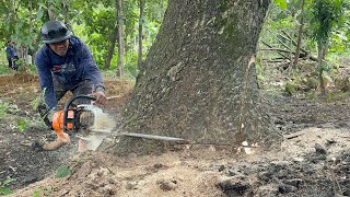 Struggle in vain... Cut down 2 sloping trees on the river bank ‼️