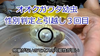 【オオクワガタ幼虫の性別判定】オオクワガタ幼虫の引越し３回目