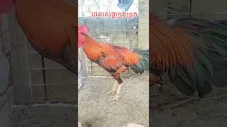 បាមាន់ស្រែគីឡូធំ