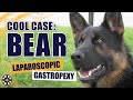 NorthStar VETS Cool Case Bear #laparoscopicgastropexy#vetcare