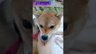 【柴犬】寝っ転がって可愛いけど怒ってる柴犬　#shorts