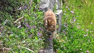 野良猫親子　母さん猫の食欲不振、体調不良の原因