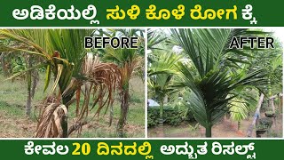 20 ದಿನದಲ್ಲಿ ಅದ್ಭುತ ರಿಸಲ್ಟ್ | ಅಡಿಕೆ ಸುಳಿ ಕೊಳೆ ರೋಗ | ಸಾವಯವ ಗೊಬ್ಬರ