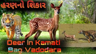 Deer in Kamati Bag Vadodara | કમાટી બાગ વડોદરામાં હરણ.| Zoo Visit Part 3